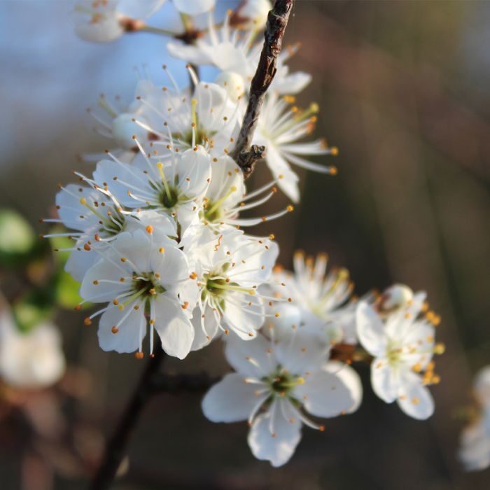 Kökény (Prunus spinosa)
