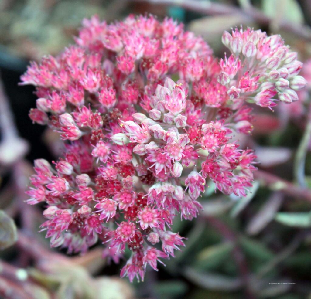 Rózsaszín varjúháj (Sedum hybridum ‘Rosea’)