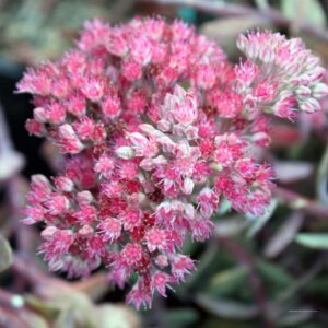 Rózsaszín varjúháj (Sedum hybridum ‘Rosea’)