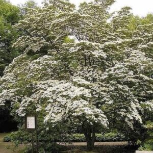 Japán som (Cornus kousa)