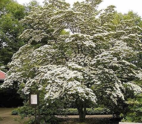 Japán som (Cornus kousa)