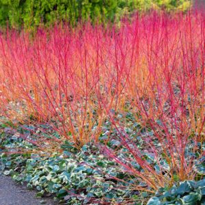 Narancsvesszős som (Cornus sanguinea ‘Anny’s Winter Orange’)