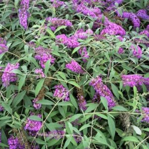Nyáriorgona (Buddleia davidii ‘Sophie’)