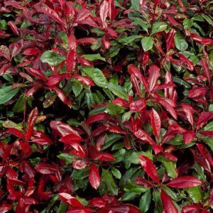 Törpe korallberkenye (Photinia serrulata ‘Compacta’)
