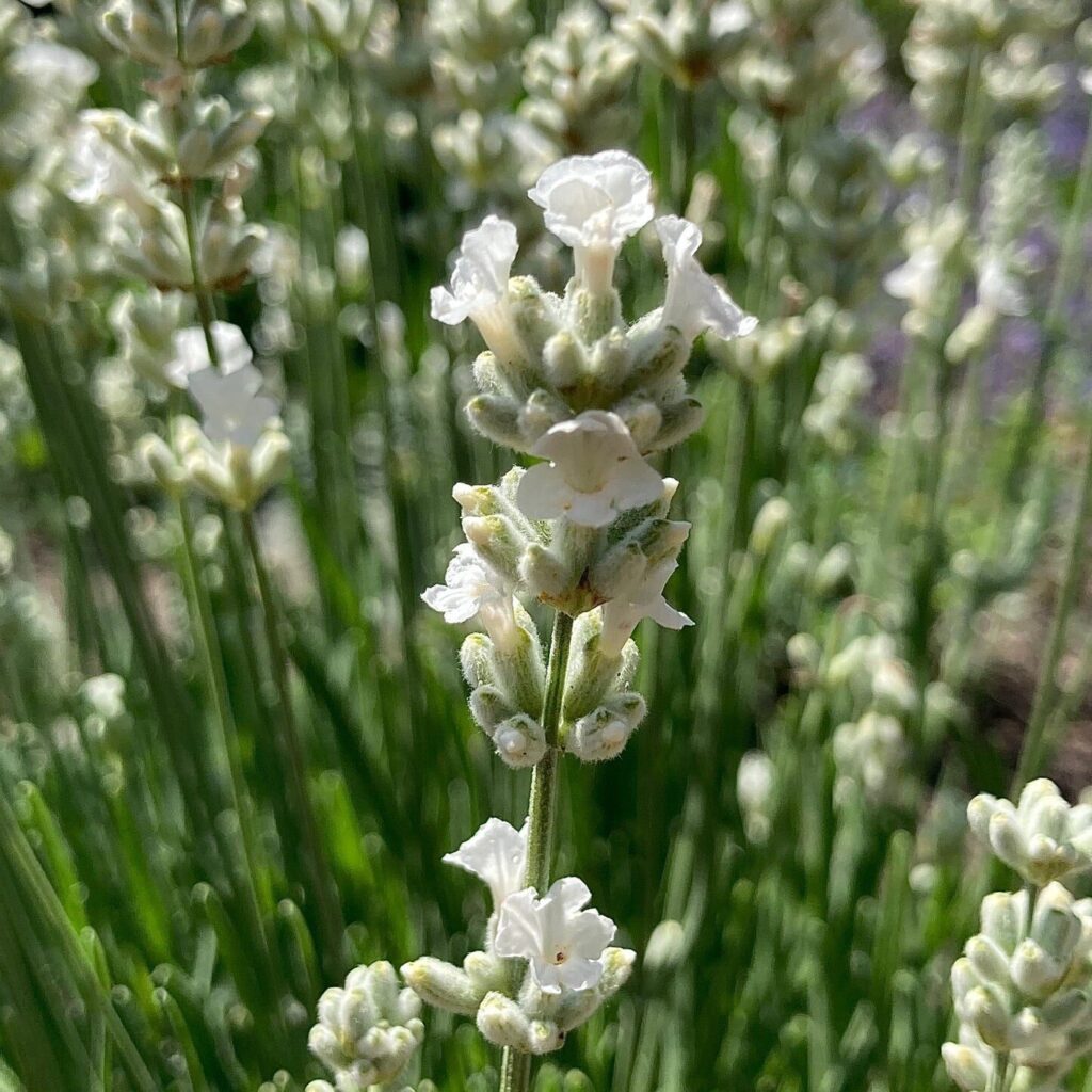 Fehér virágú törpe levendula (Lavandula angustifolia ‘Nana Alba’)
