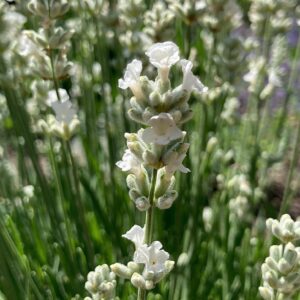 Fehér virágú törpe levendula (Lavandula angustifolia ‘Nana Alba’)