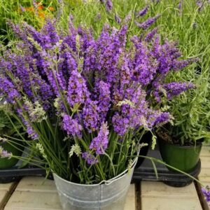 Extra nagy virágú levendula (Lavandula intermedia ‘Sensational’)