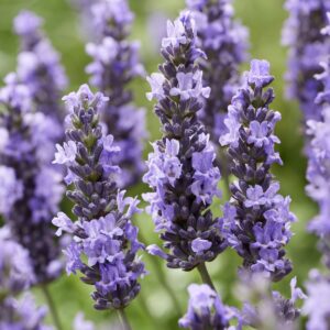 Extra nagy virágú levendula (Lavandula intermedia ‘Sensational’)