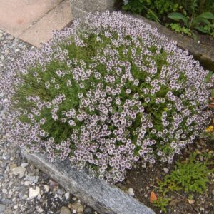 Kerti kakukkfű (Thymus vulgaris ‘Compactus’)