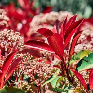 Törpe vöröshajtású korallberkenye (Photinia fraseri ‘Little Red Robin)