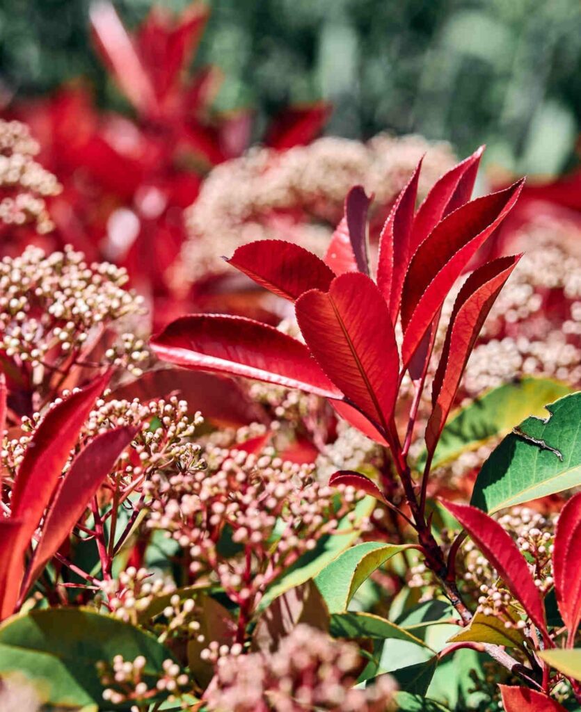 Törpe vöröshajtású korallberkenye (Photinia fraseri ‘Little Red Robin)
