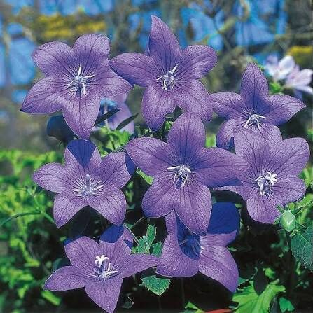 Kínai kékcsengő (Platycodon grandiflora)