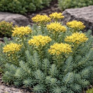 Varjúháj (Sedum reflexum)