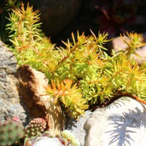 Aranysárga deres varjúháj (Sedum reflexum ‘Aureum’)