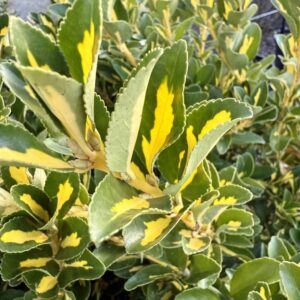Arany kecskerágó (euonymus japonicus ‘Aureus’)