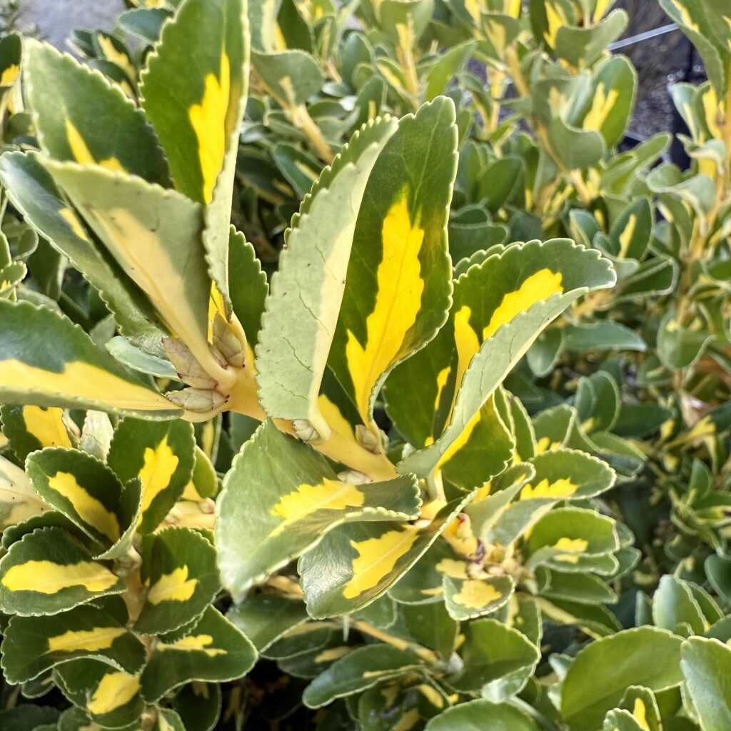 Arany kecskerágó (euonymus japonicus ‘Aureus’)