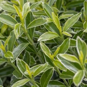 Tarka levelű törpe japán kecskerágó (Euonymus japonicus ‘Microphyllus Albovariegatus’)