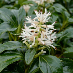 Japán kövérke (pachysandra terminalis ‘Green Carpet’)