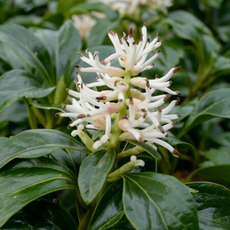 Japán kövérke (pachysandra terminalis ‘Green Carpet’)