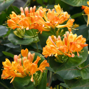 Tellmann-lonc (lonicera tellmanniana)