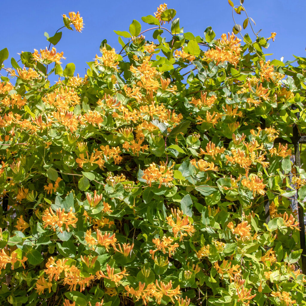 Tellmann-lonc (lonicera tellmanniana)