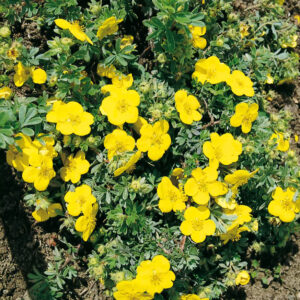 Sárga pimpó (potentilla fruticosa ‘Goldteppich’)