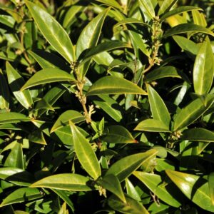 Alacsony húsbogyó (Sarcococca humilis)