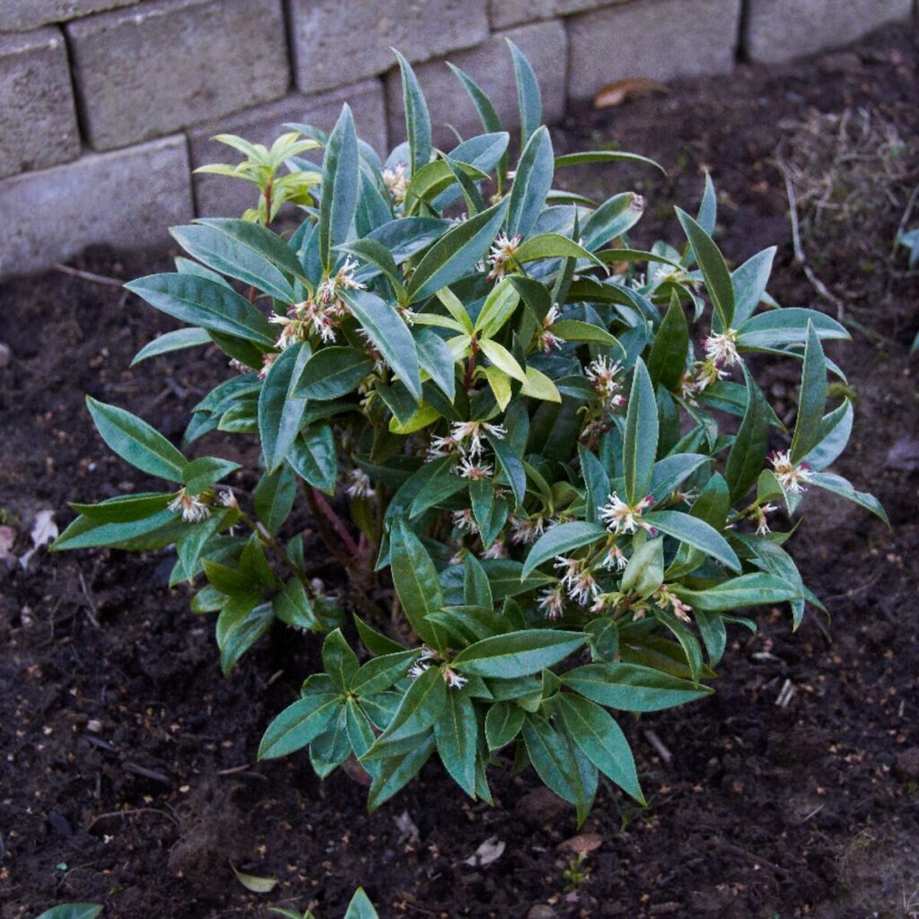 Alacsony húsbogyó (Sarcococca humilis)