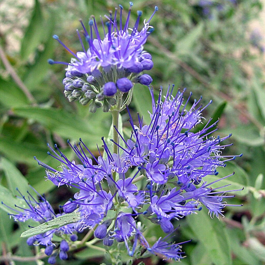 Arany lombú kékszakáll (Caryopteris clandonensis ‘Hint of Gold’)