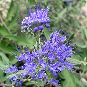 Arany lombú kékszakáll (Caryopteris clandonensis ‘Hint of Gold’)