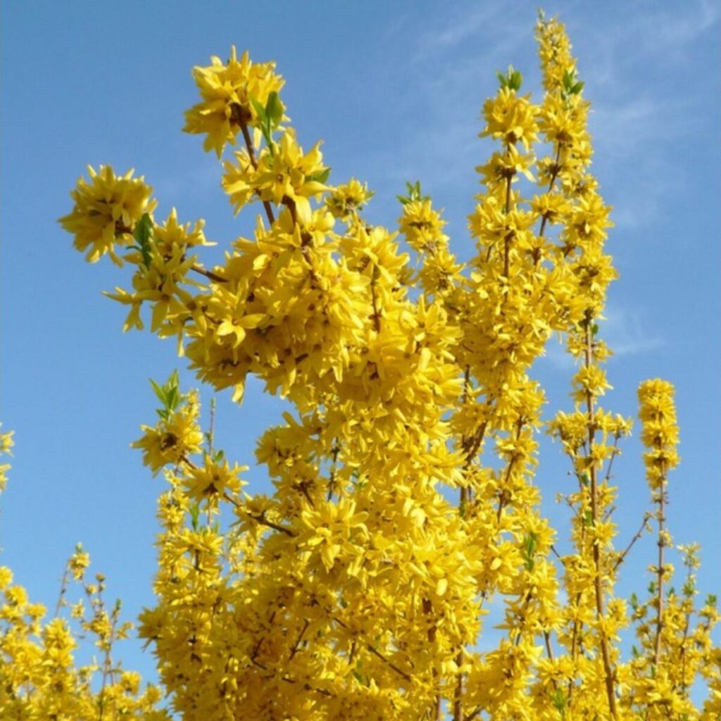 Aranyvessző (Forsythia intermedia ‘Flojor’)