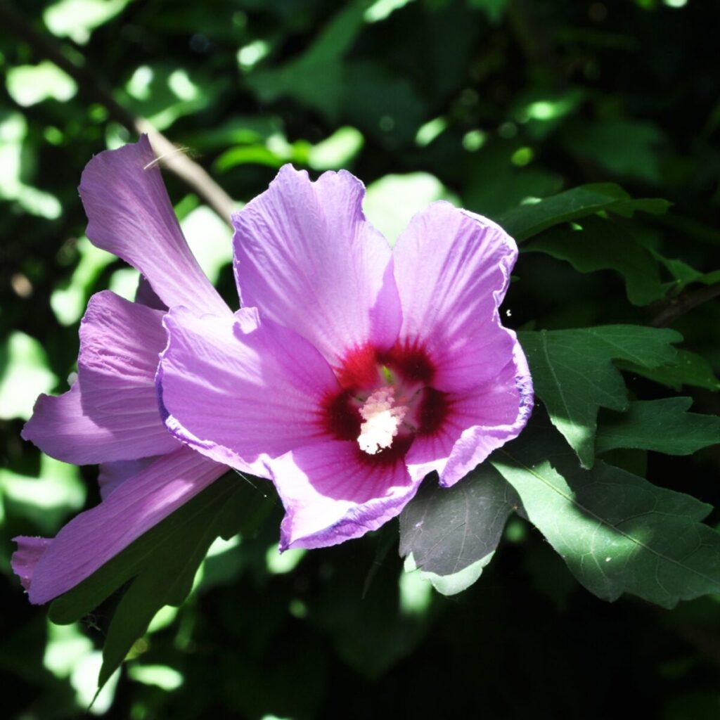Bordó telt virágú mályvacserje (Hibiscus syriacus ‘Purple Ruffles’)