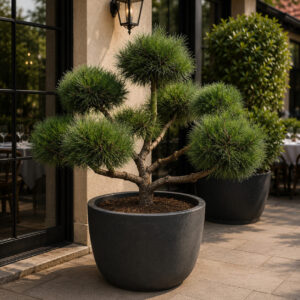 Feketefenyő (pinus nigra ‘brepo’)