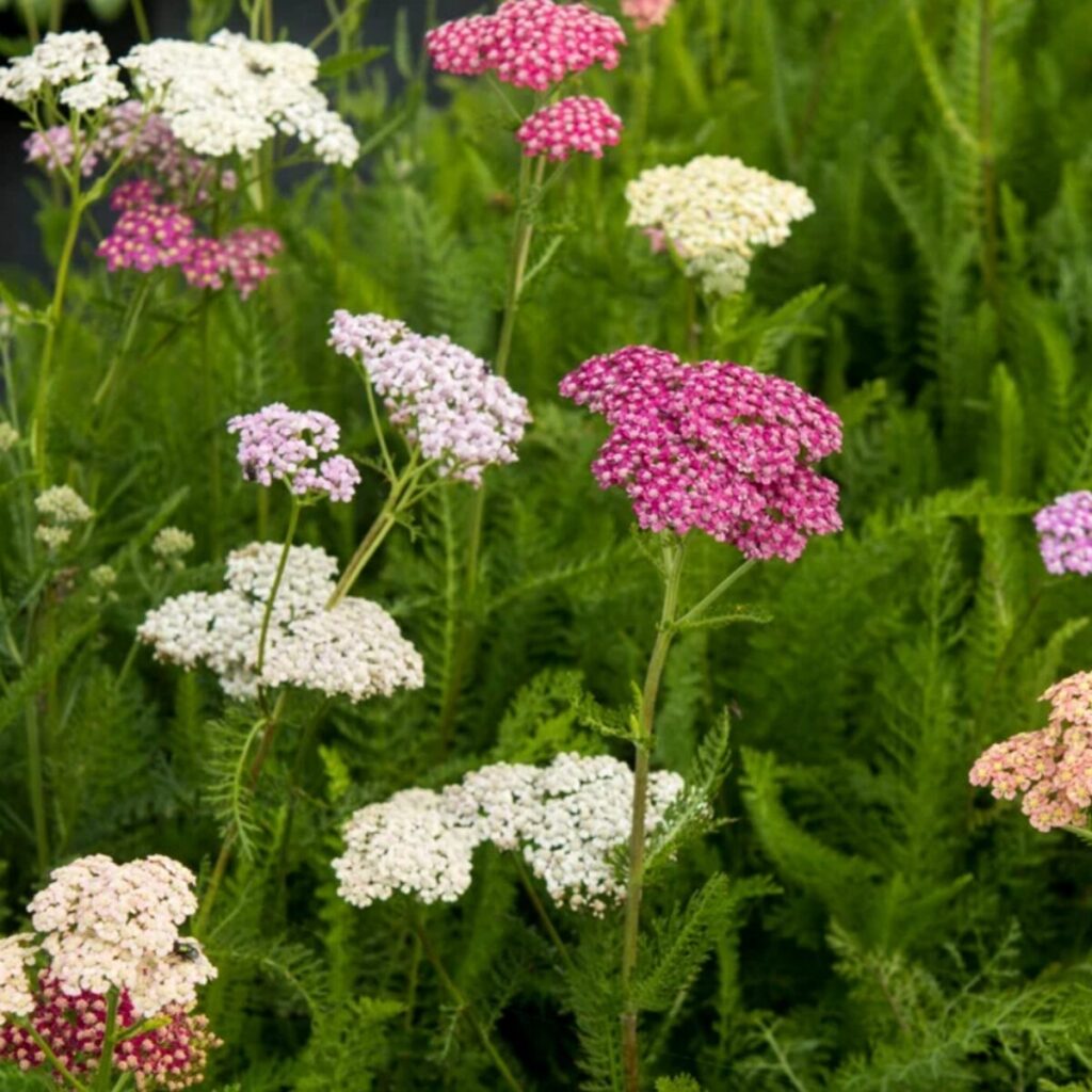 Cickafark (Achillea millefolium ‘Summer Pastels’)