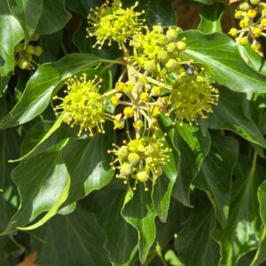 Cserjés kaukázusi borostyán (Hedera colchica ‘Arborescens’)