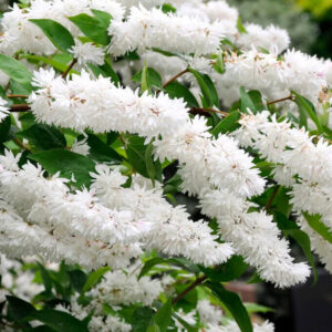 Fehér virágú érdes gyöngyvirágcserje (Deutzia scabra ‘Candidissima’)
