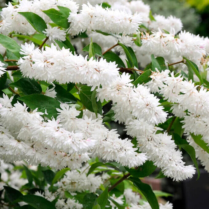 Fehér virágú érdes gyöngyvirágcserje (Deutzia scabra ‘Candidissima’)