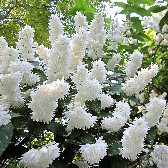 Fehér virágú érdes gyöngyvirágcserje (Deutzia scabra ‘Candidissima’)