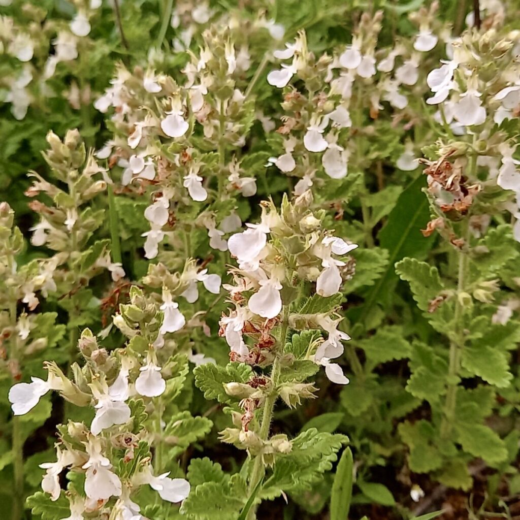 Fehér virágú gamandor (Teucrium chamaedrys ‘Album’)