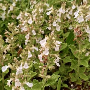 Fehér virágú gamandor (Teucrium chamaedrys ‘Album’)