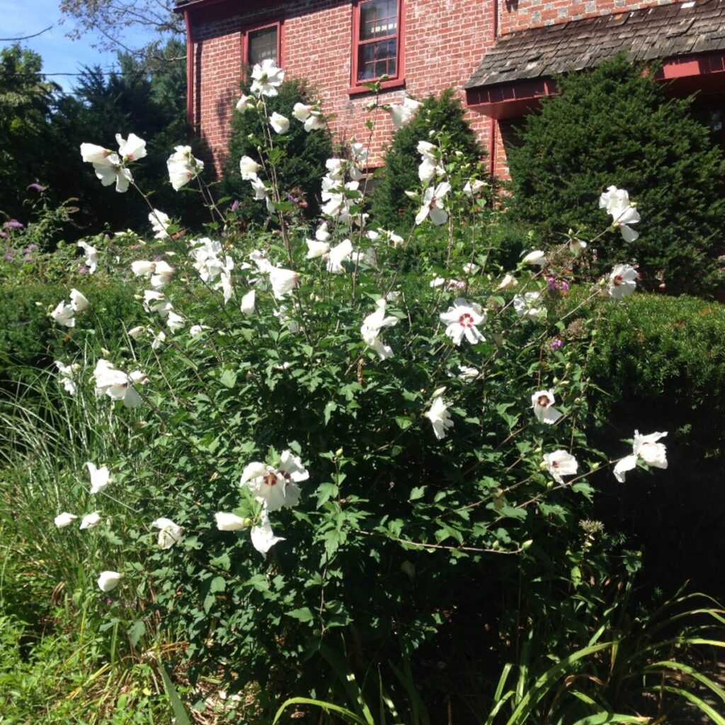 Fehér virágú mályvacserje (Hibiscus syriacus ‘William R. Smith’)
