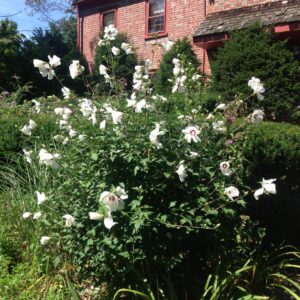 Fehér virágú mályvacserje (Hibiscus syriacus ‘William R. Smith’)