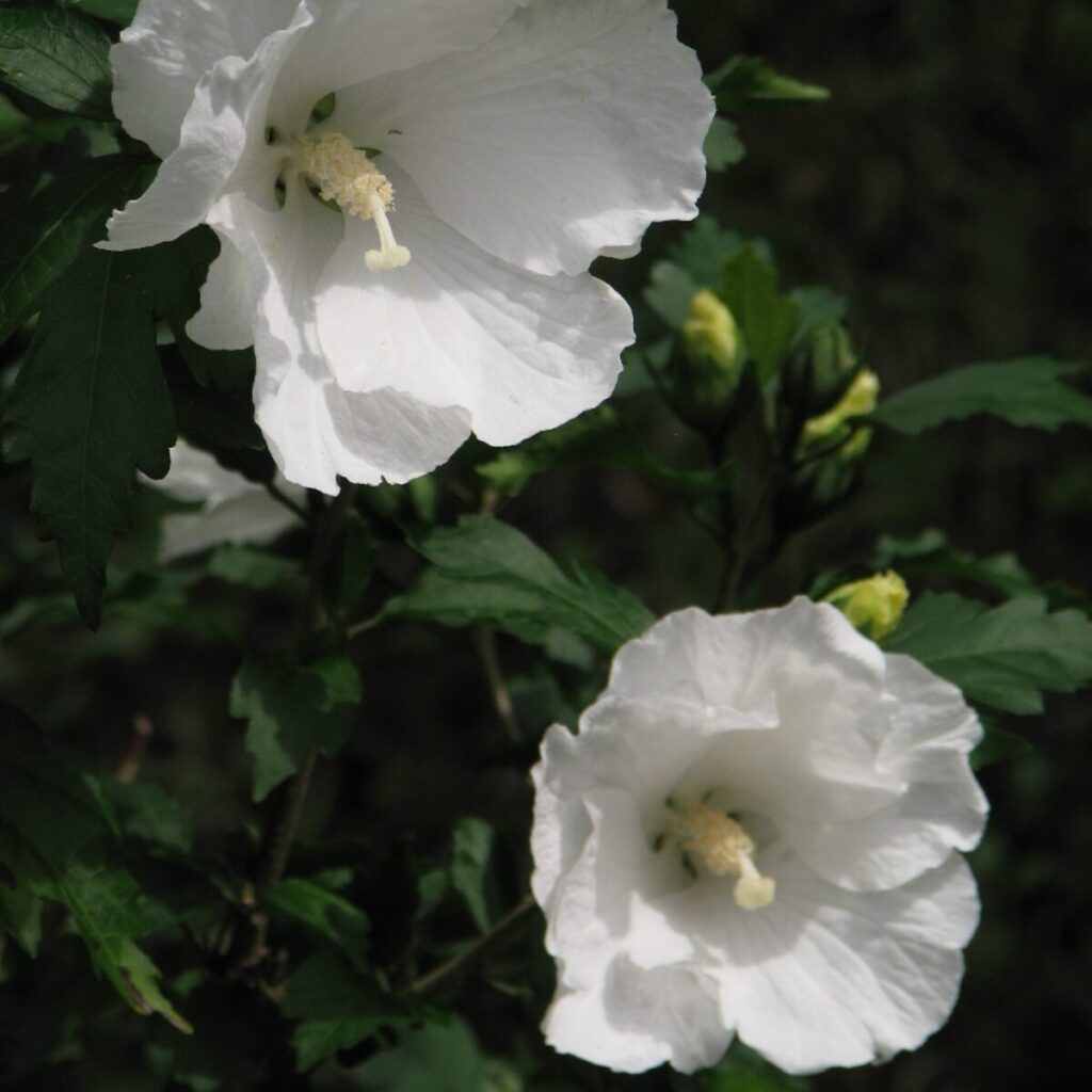 Fehér virágú mályvacserje (Hibiscus syriacus ‘William R. Smith’)