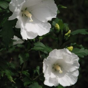 Fehér virágú mályvacserje (Hibiscus syriacus ‘William R. Smith’)