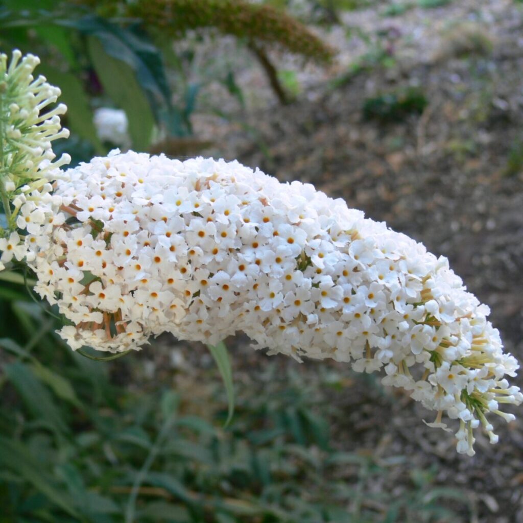 Fehér virágú nyári orgona (Buddleia davidii ‘White Profusion’)