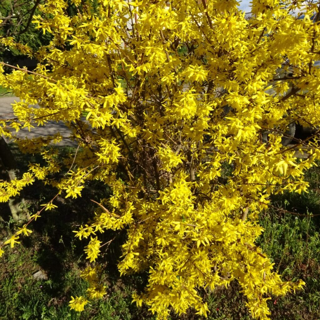 Aranyvessző (Forsythia ‘Weber’s Favorit’)