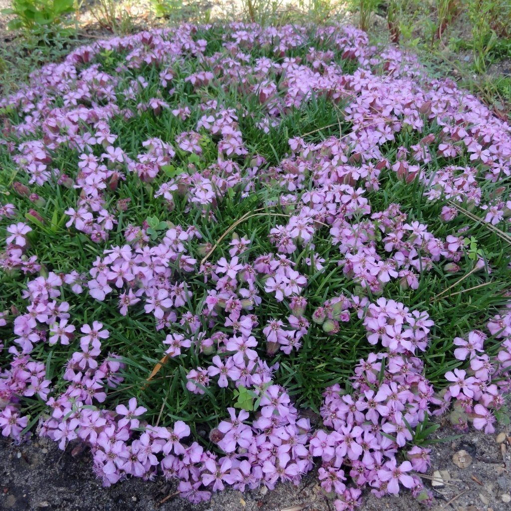 Olivana szappanfű (Saponaria olivana)