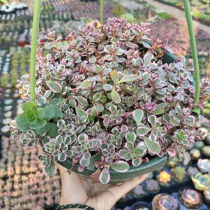 Tarka kaukázusi varjúháj (Sedum spurium ‘Tricolor’)
