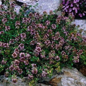 Citromillatú kakukkfű (Thymus citriodorus ‘Doone Valley’)