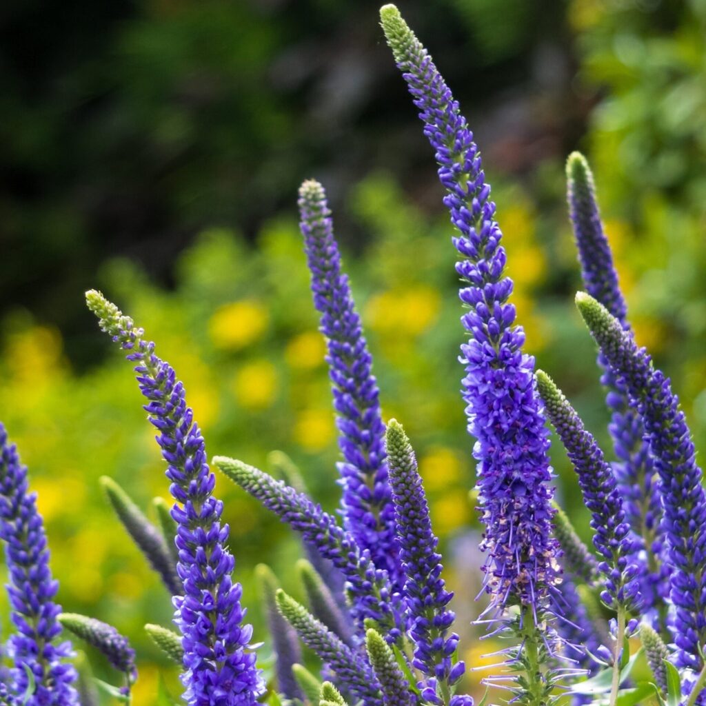 Kalászos veronika (Veronica spicata ‘Anniversary Blue’)